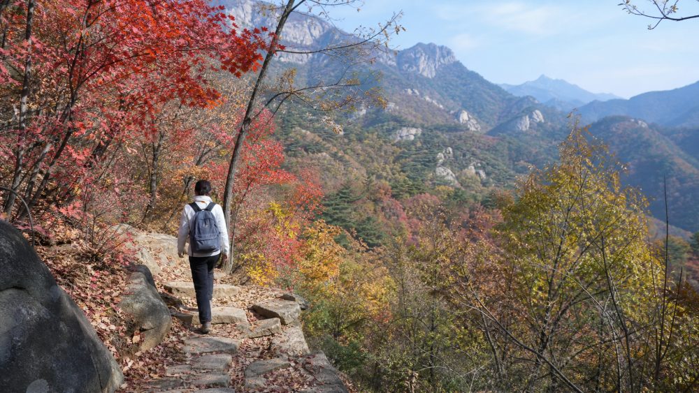 烟台昆嵛山红叶怎么赏,走进山林才能看见颜色变化