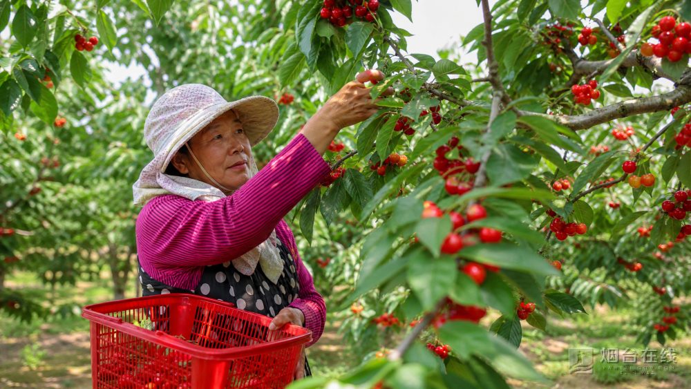 果农要是只说“都很甜”,顾客很难判断哪种适合自己