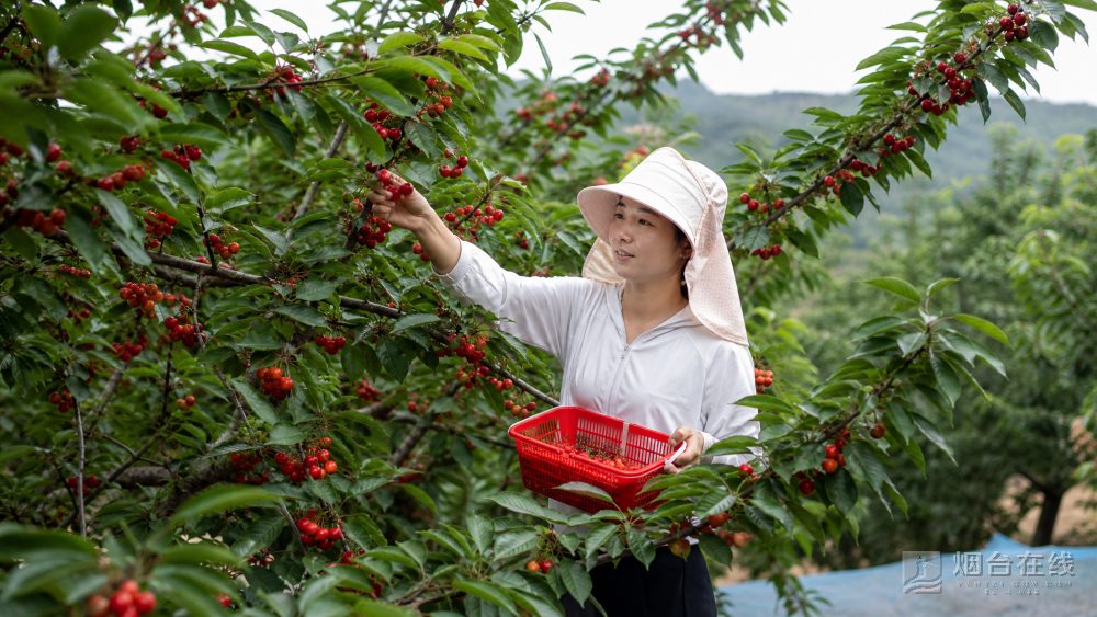 这套做法并非烟台独有,但樱桃采摘有自己的时令节奏