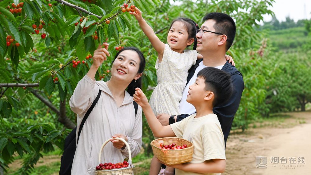 孩子记住的可能不是某个品种名称,而是自己曾在门楼街道的一棵树下,认真挑过