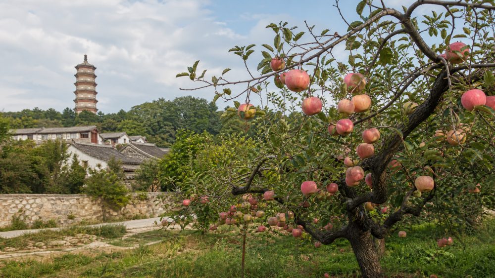 烟台苹果什么时候上市?从夏末的嘎啦到秋季红富士