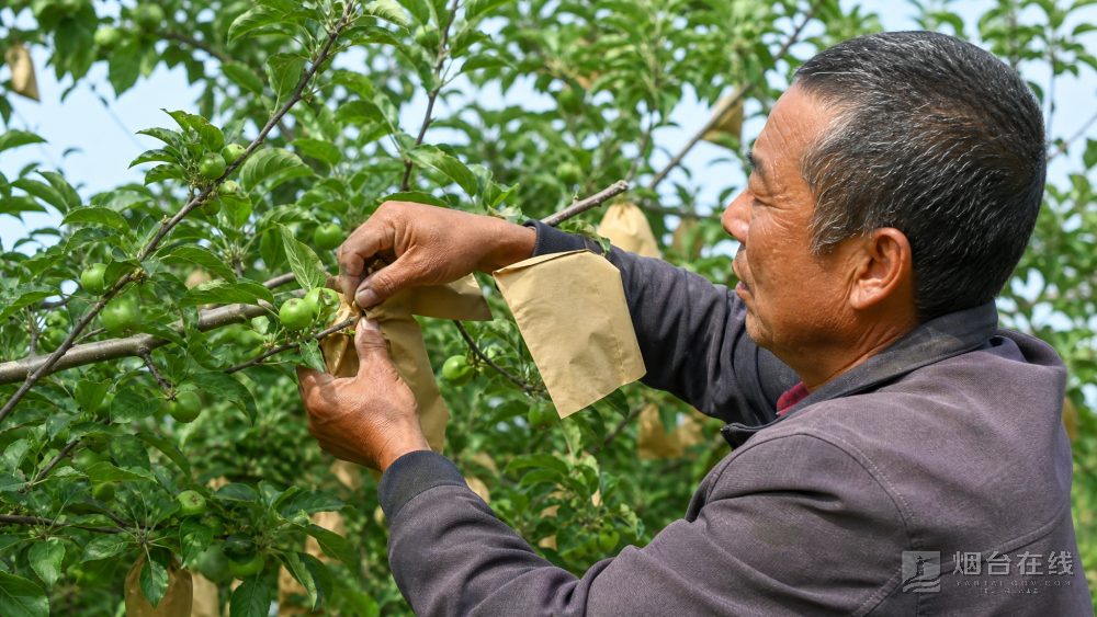 芒种前后,栖霞苹果园里忙的是给幼果套袋