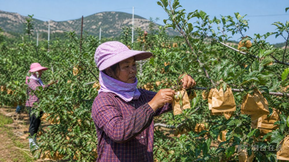 烟台苹果上市,通常从早熟品种开始
