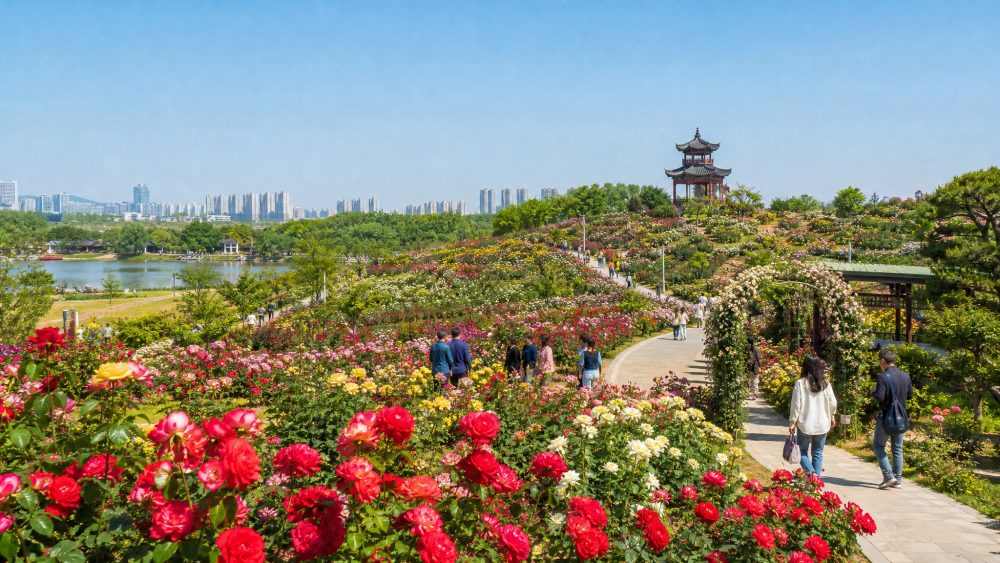 莱州月季花节怎样带动花木产业和城乡消费