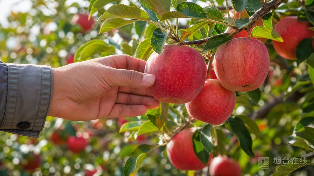 烟台苹果什么时候上市？认果期先看成熟度再定